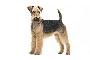Terrier airedale