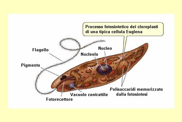 oculare di euglena